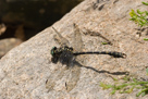 Onychogomphus forcipatus